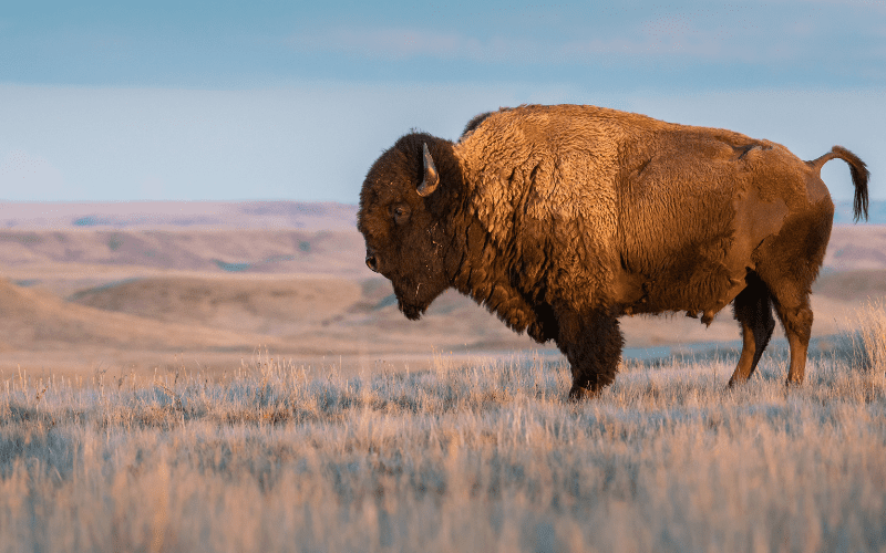 Buffalo A buffalo stands on the grassy prairie — Engage